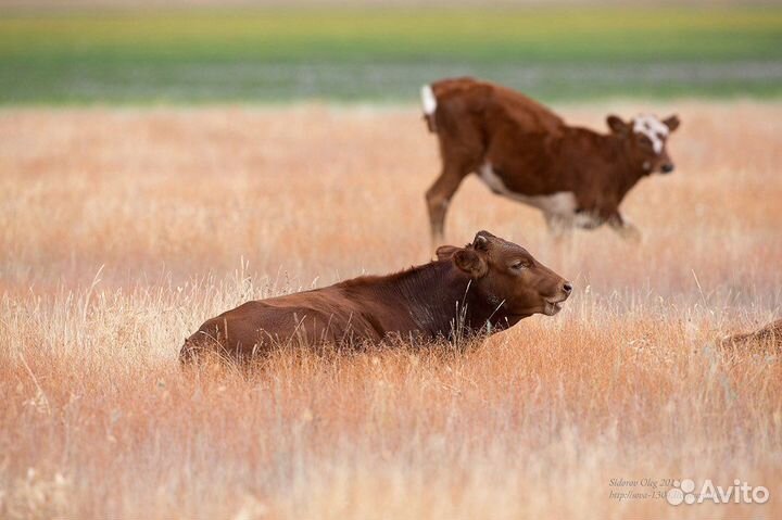Домашняя тушенка