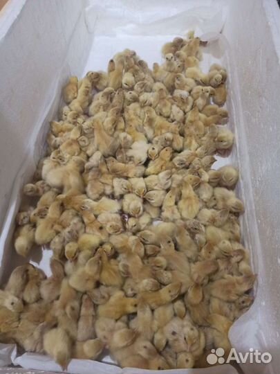 Перепела от суток до несушки