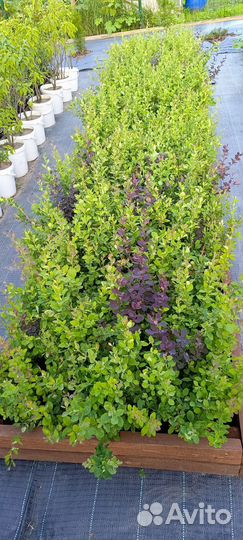 Барбарис тунберга