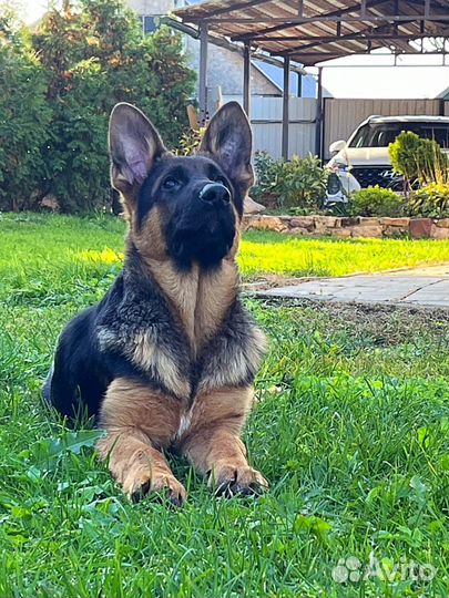 Красавец мальчишка