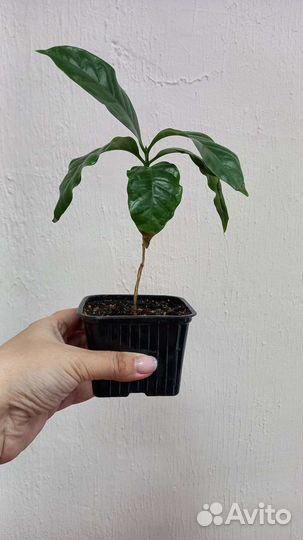 Кофейное дерево комнатное