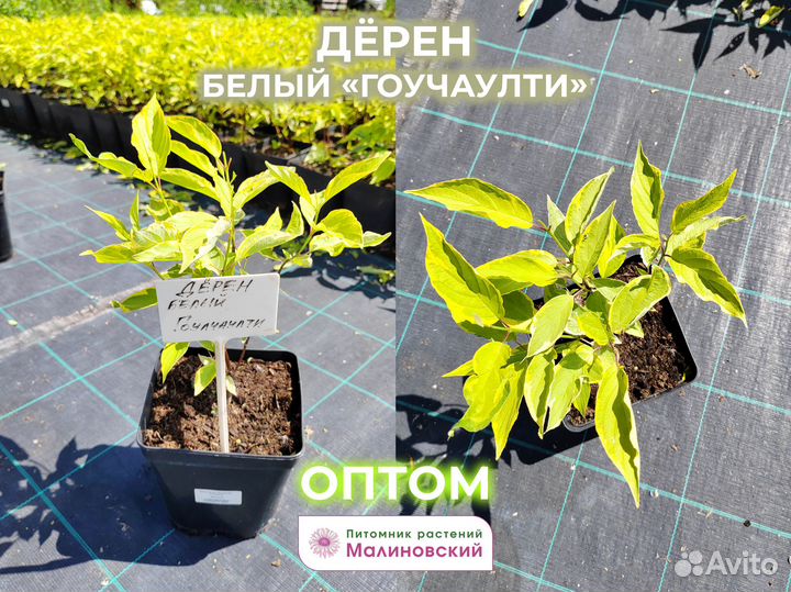 Дерен белый Гоучаулти Опт Питомник