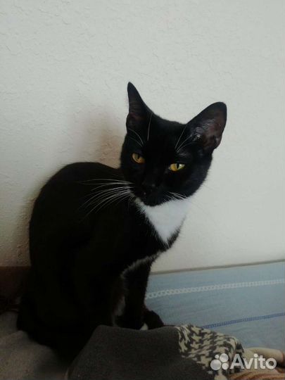 Кошка бесплатно