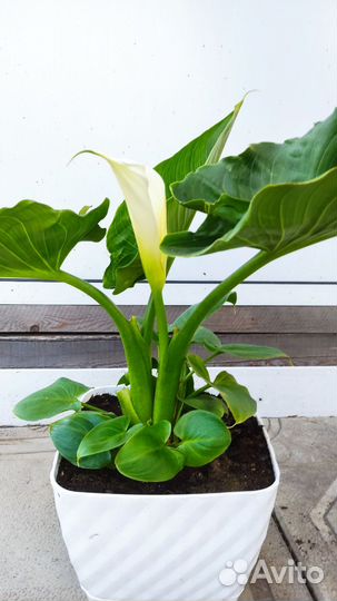 Калла цветущая корневищная