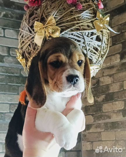 Девочка, бигль, продаю