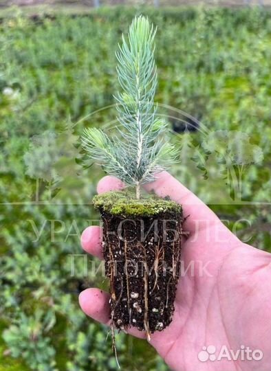 Голубая ель зкс сеянцы