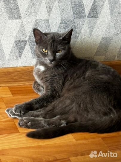 Кошки в добрые руки