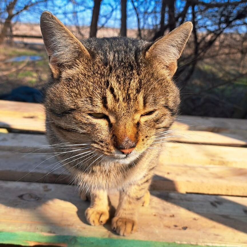 Отдам кота в добрые руки бесплатно