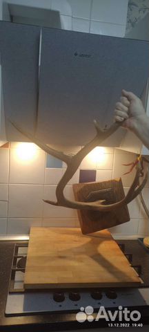 Рога марала