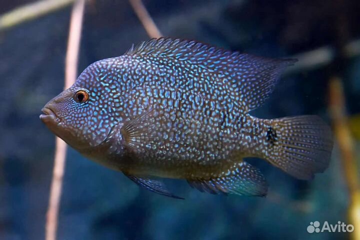 Астронотусы,Попугай,Акары,Блю Демси,Бриллиант и Др