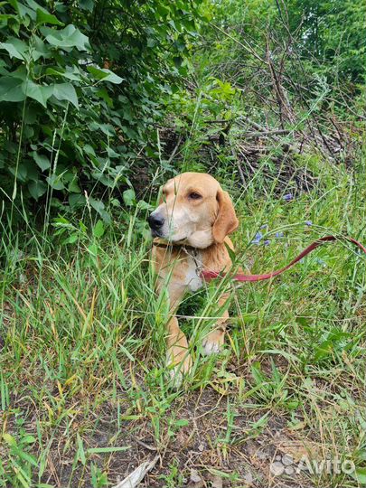 Отдам собаку