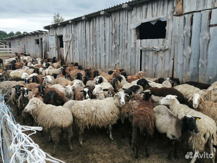 Овцы 120 голов