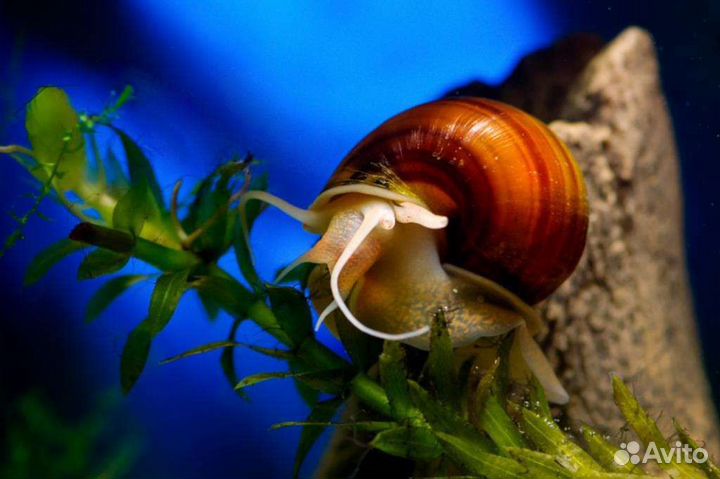 Улитки катушки,ампулярии