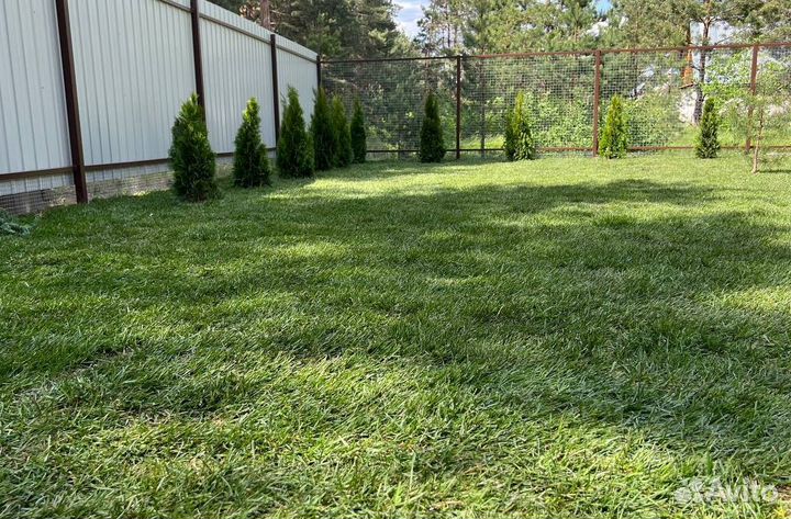 Рулонный газон с укладкой