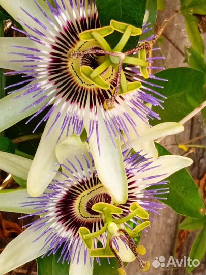 Семена пасифлёры