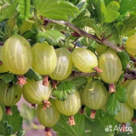 Саженцы Крыжовника