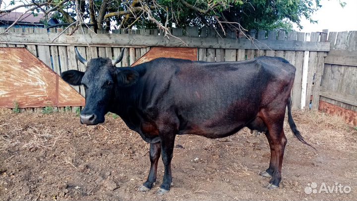 Корова дойная