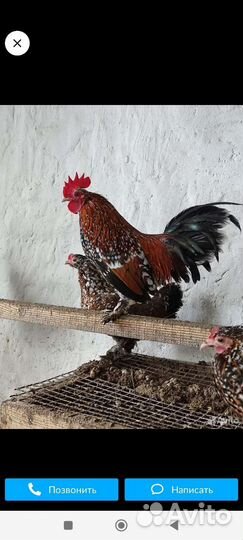 Петушок бентамки