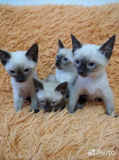 Сиамские котята