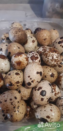 Яйца перепелиные для ваших кошек,собак и т.д