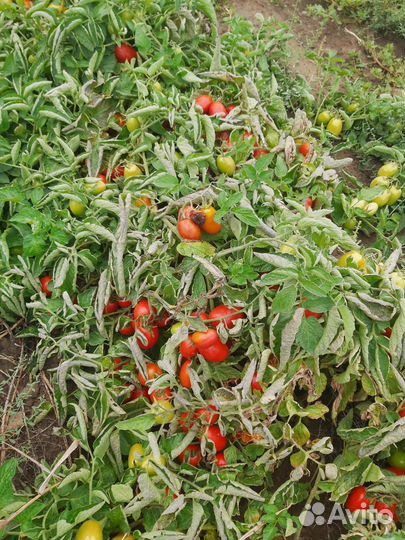 Помидоры красные оптом