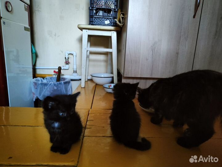 Котята от домашней кошки в добрые руки