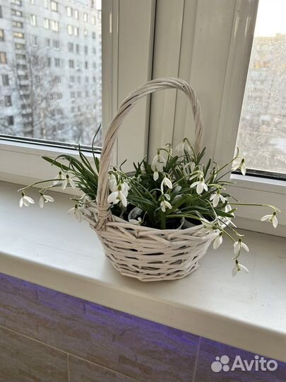 Цветы подснежники