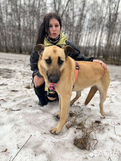 Метис бельгийской овчарки в дар