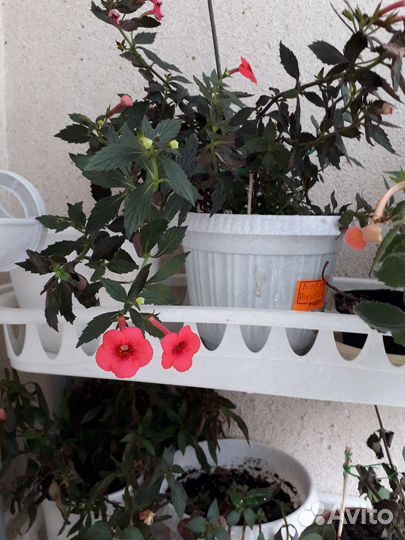 Ахименесы сортовые