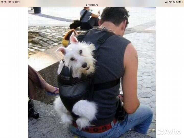 Выгул собак