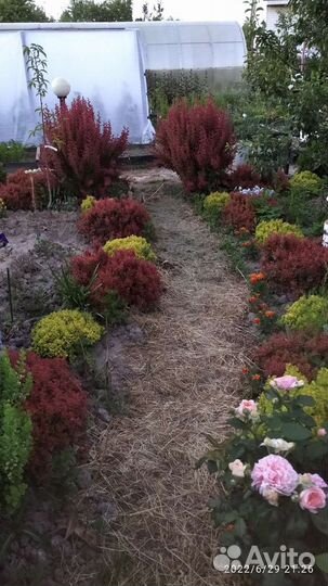 Саженцы садовых декоративных растений