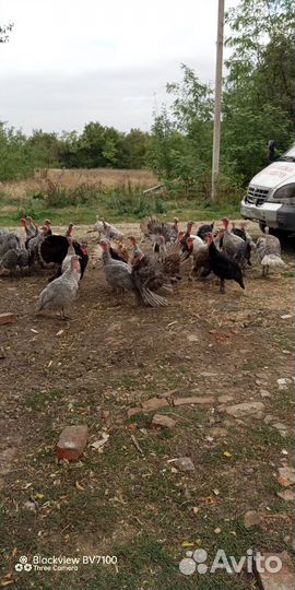 Индюки домашние