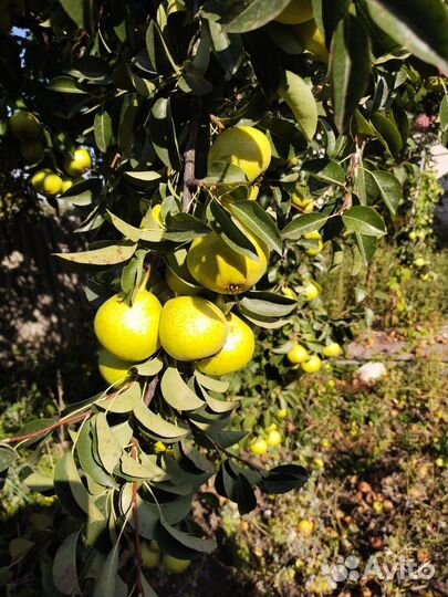 Груша домашняя и яблоки