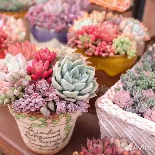 Суккуленты разные