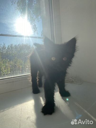 Кошка в дар бесплатно