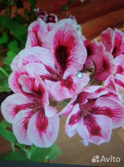 Пеларгония герань