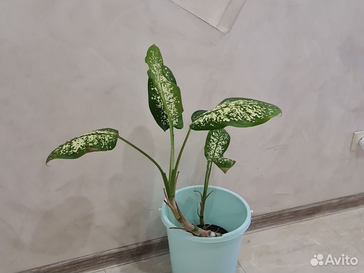 Диффенбахия