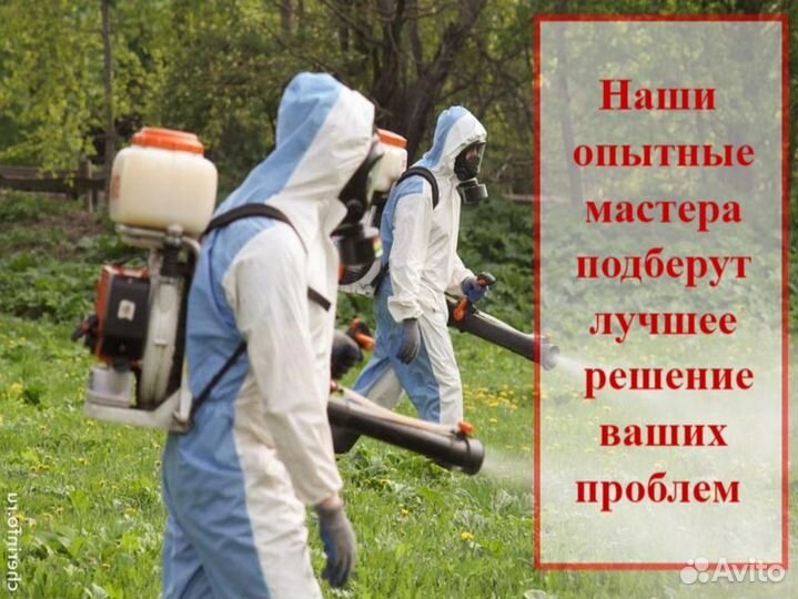 Уничтожение клопов травить тараканов обработка