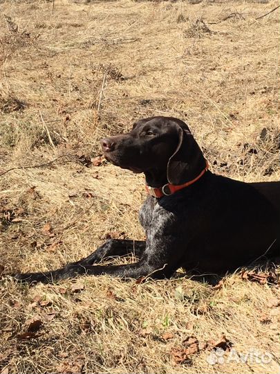 Курцхаар - вязка