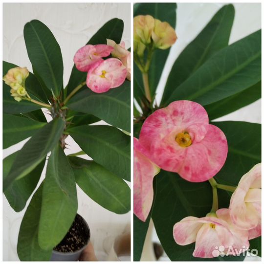 Комнатные растения