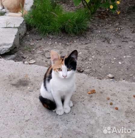 Красивая трехцветка