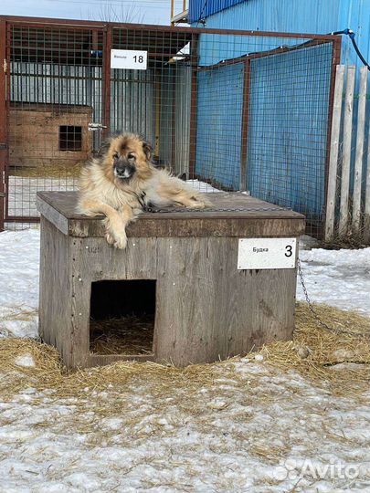 Собака