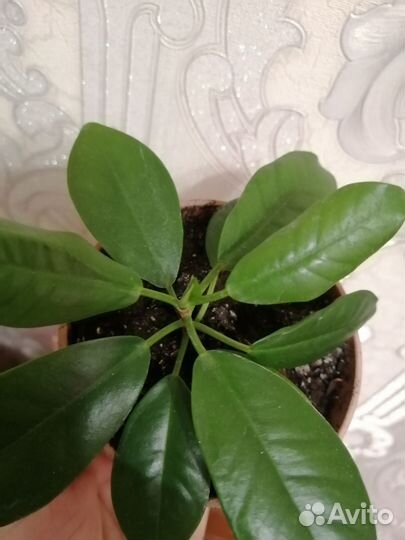 Фикус мокламе