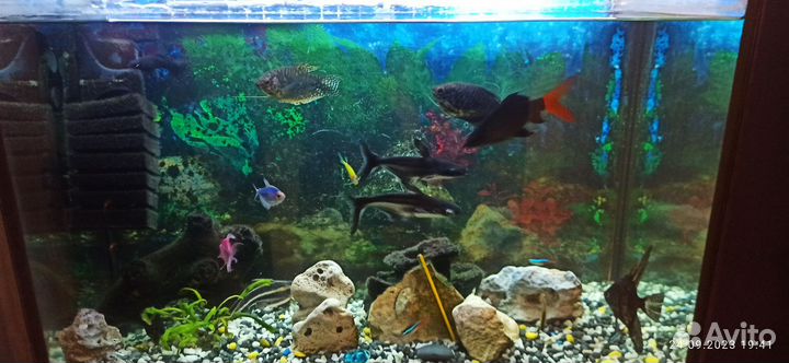Аквариум с рыбками и всем остальным