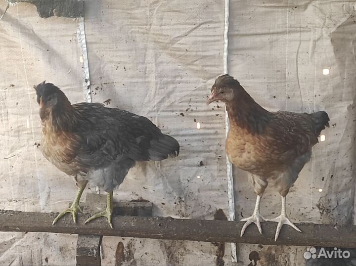 Куры молодки легбар