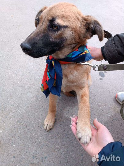 Собачка ищет дом