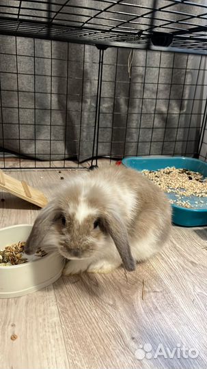 Декоративные кролики