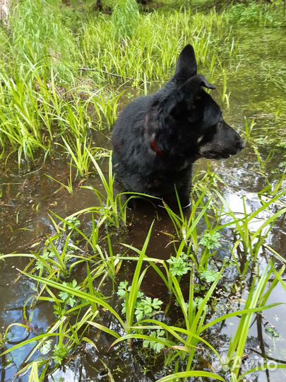 Метис немецкой овчарки дар, собака в добрые руки
