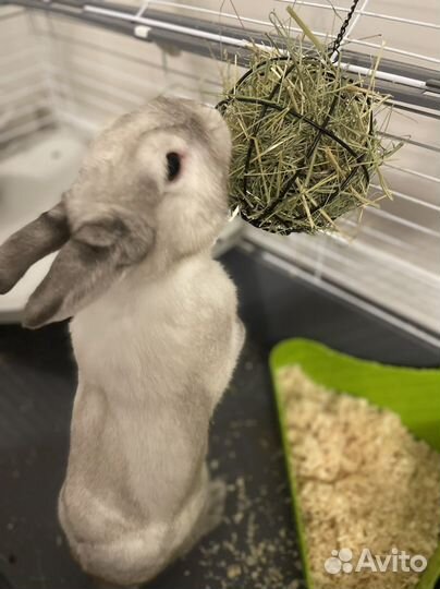 Декоративный кролик мальчик
