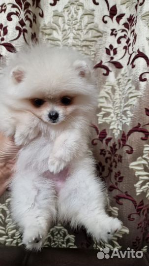 Померанский шпиц девочка